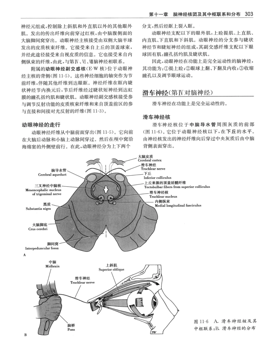 临床神经解剖++第7版_12997509_321-340.pdf_第2页