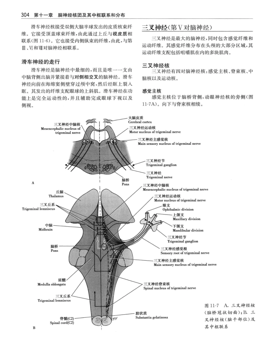 临床神经解剖++第7版_12997509_321-340.pdf_第3页