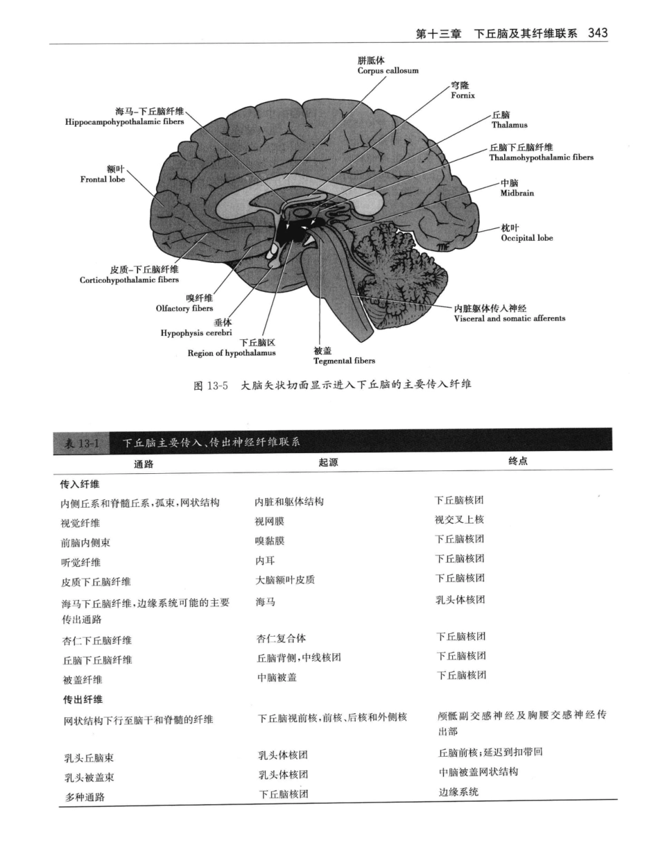 临床神经解剖++第7版_12997509_361-380.pdf_第2页