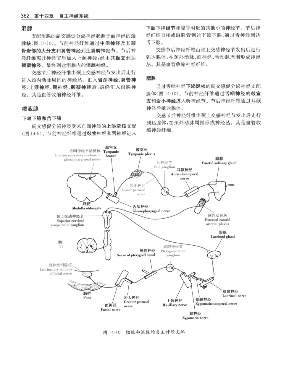 临床神经解剖++第7版_12997509_381-400.pdf_第1页