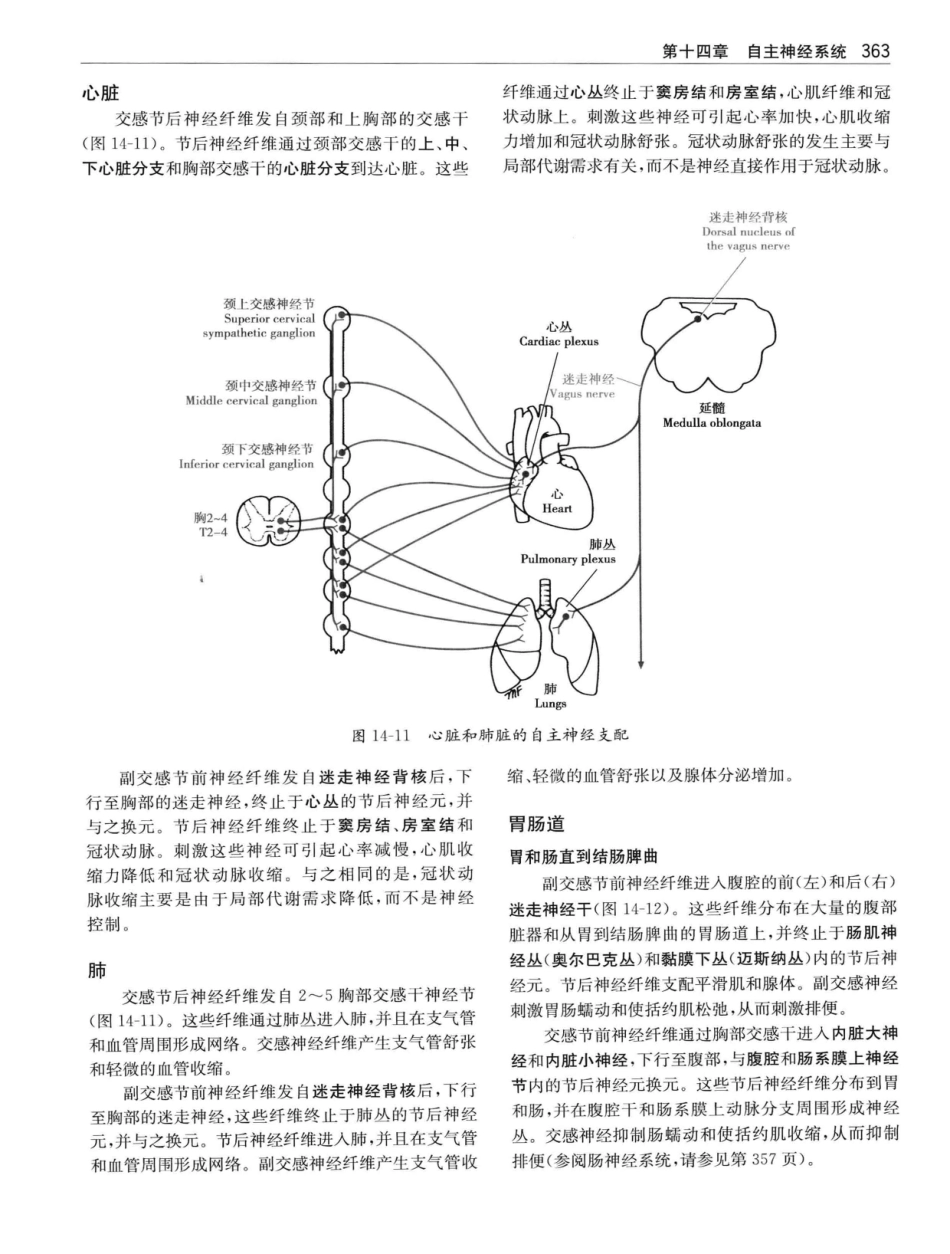 临床神经解剖++第7版_12997509_381-400.pdf_第2页