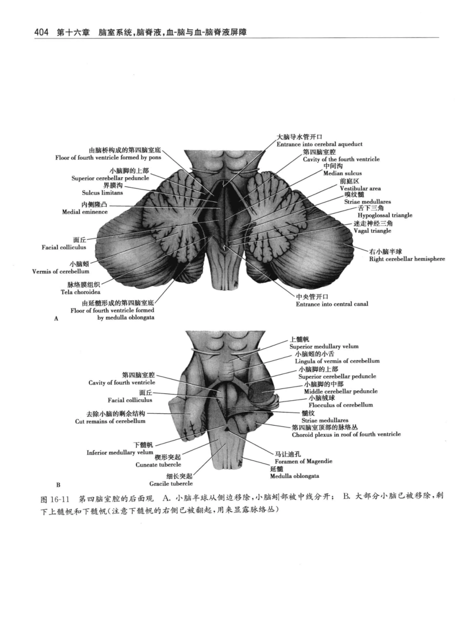 临床神经解剖++第7版_12997509_421-440.pdf_第3页