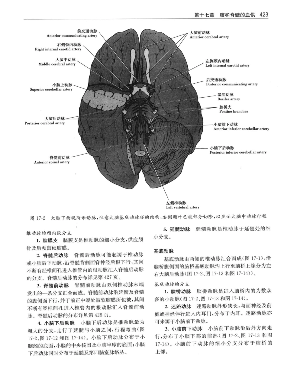 临床神经解剖++第7版_12997509_441-460.pdf_第2页