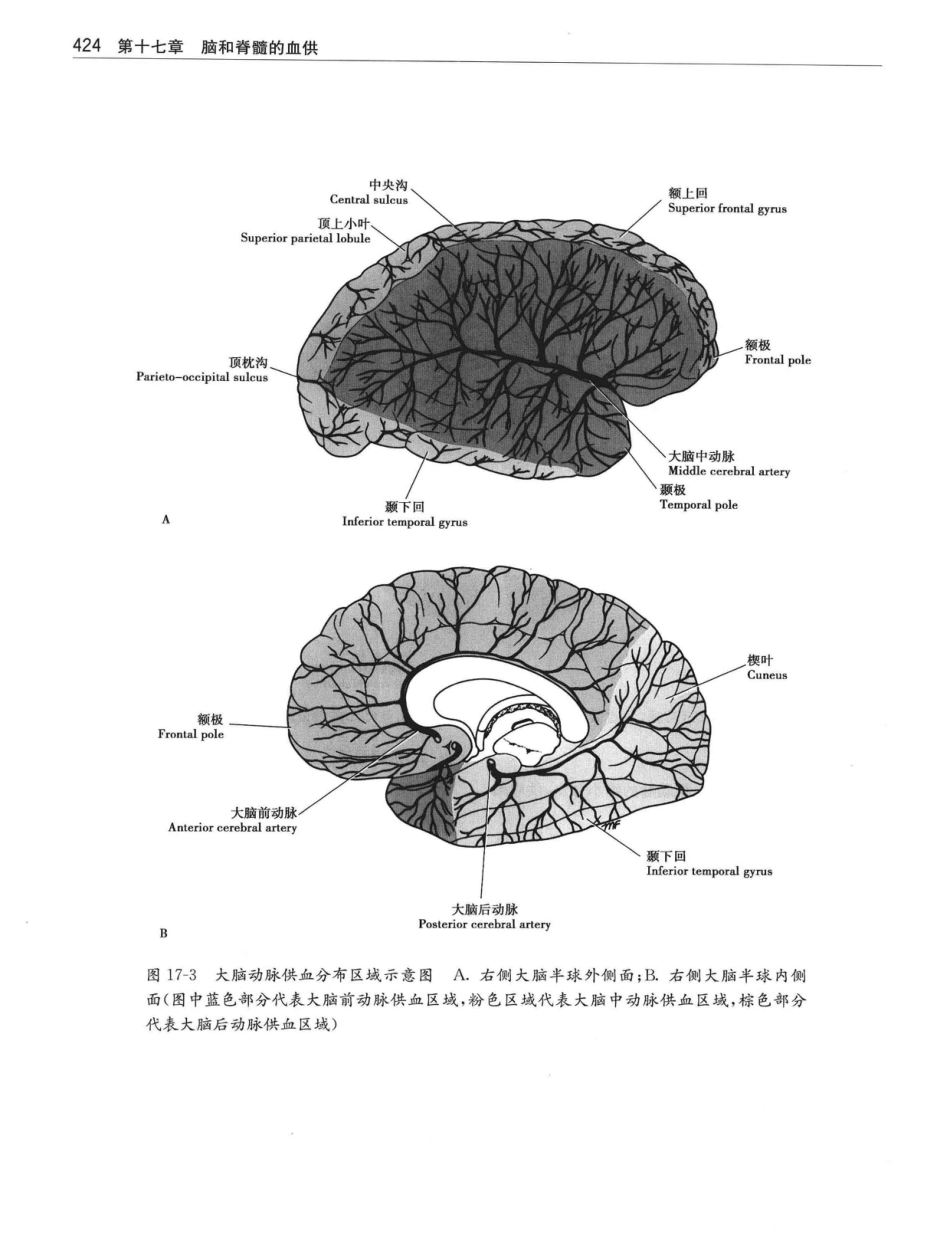 临床神经解剖++第7版_12997509_441-460.pdf_第3页