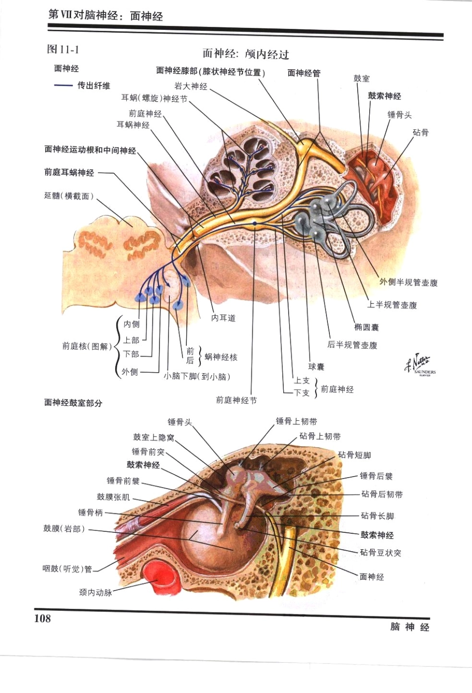 奈特神经系统疾病彩色图谱_樊东升2009译（全彩图）_121-150.pdf_第1页