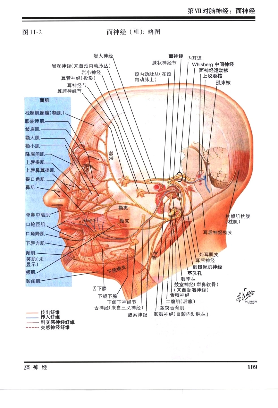 奈特神经系统疾病彩色图谱_樊东升2009译（全彩图）_121-150.pdf_第2页