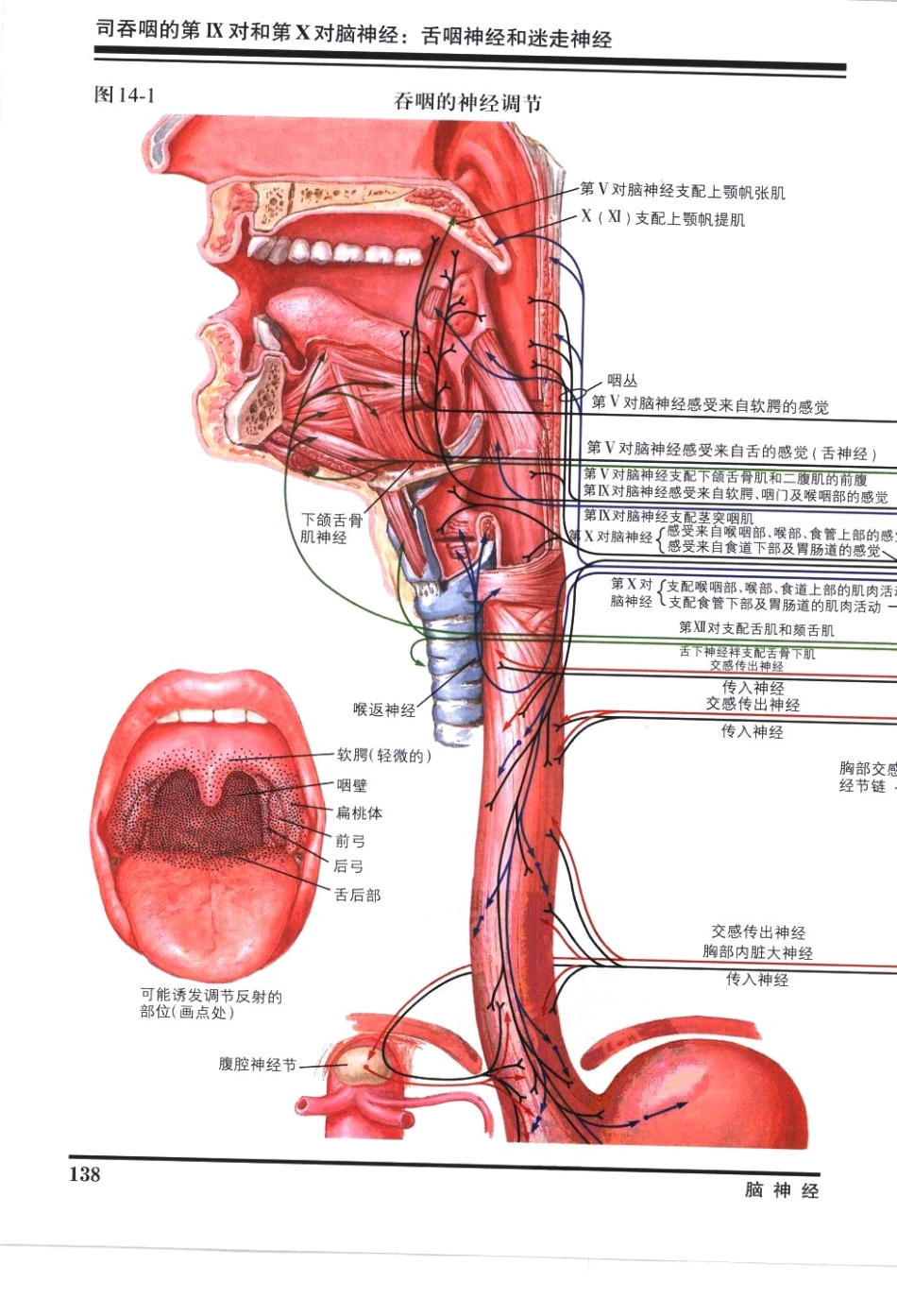 奈特神经系统疾病彩色图谱_樊东升2009译（全彩图）_151-180.pdf_第1页