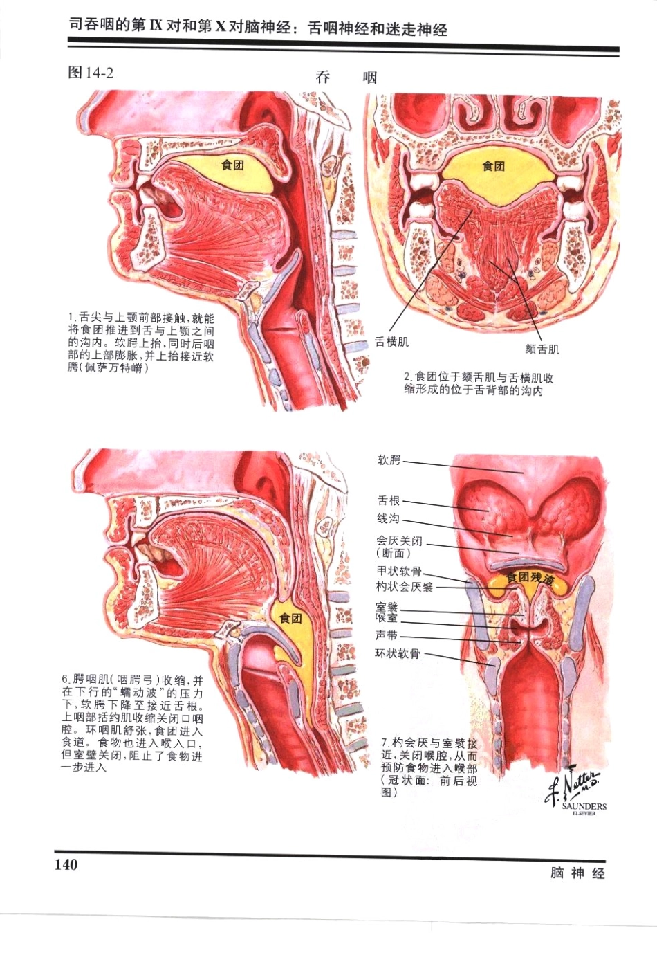 奈特神经系统疾病彩色图谱_樊东升2009译（全彩图）_151-180.pdf_第3页