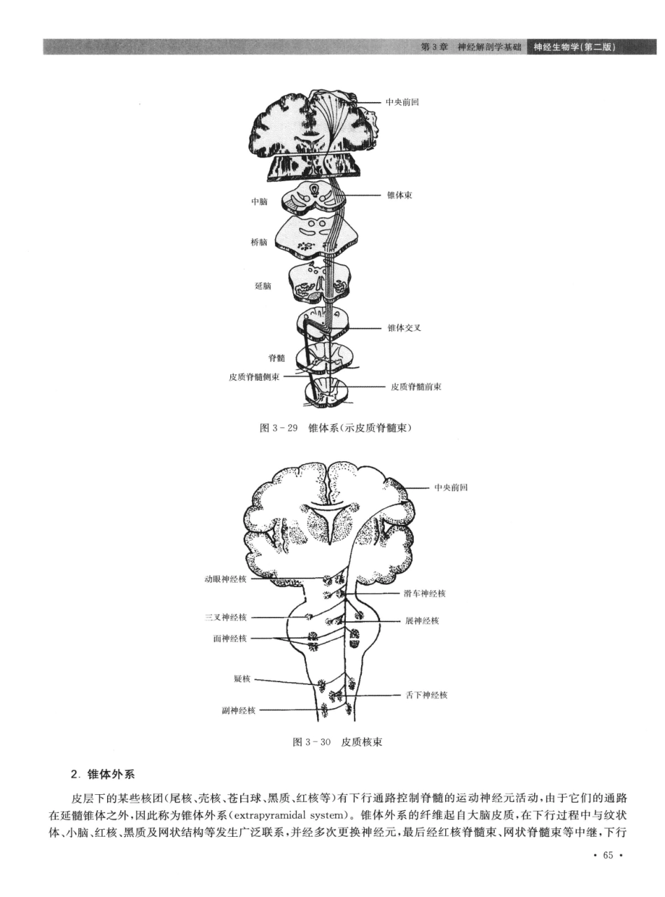 神经生物学++第2版_13015645_76-90.pdf_第2页