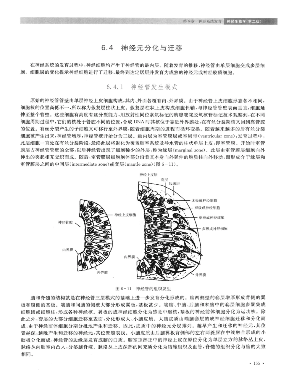 神经生物学++第2版_13015645_166-180.pdf_第2页