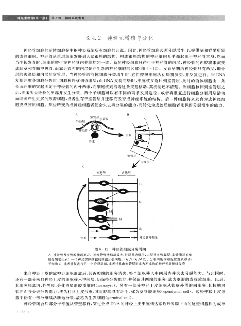 神经生物学++第2版_13015645_166-180.pdf_第3页