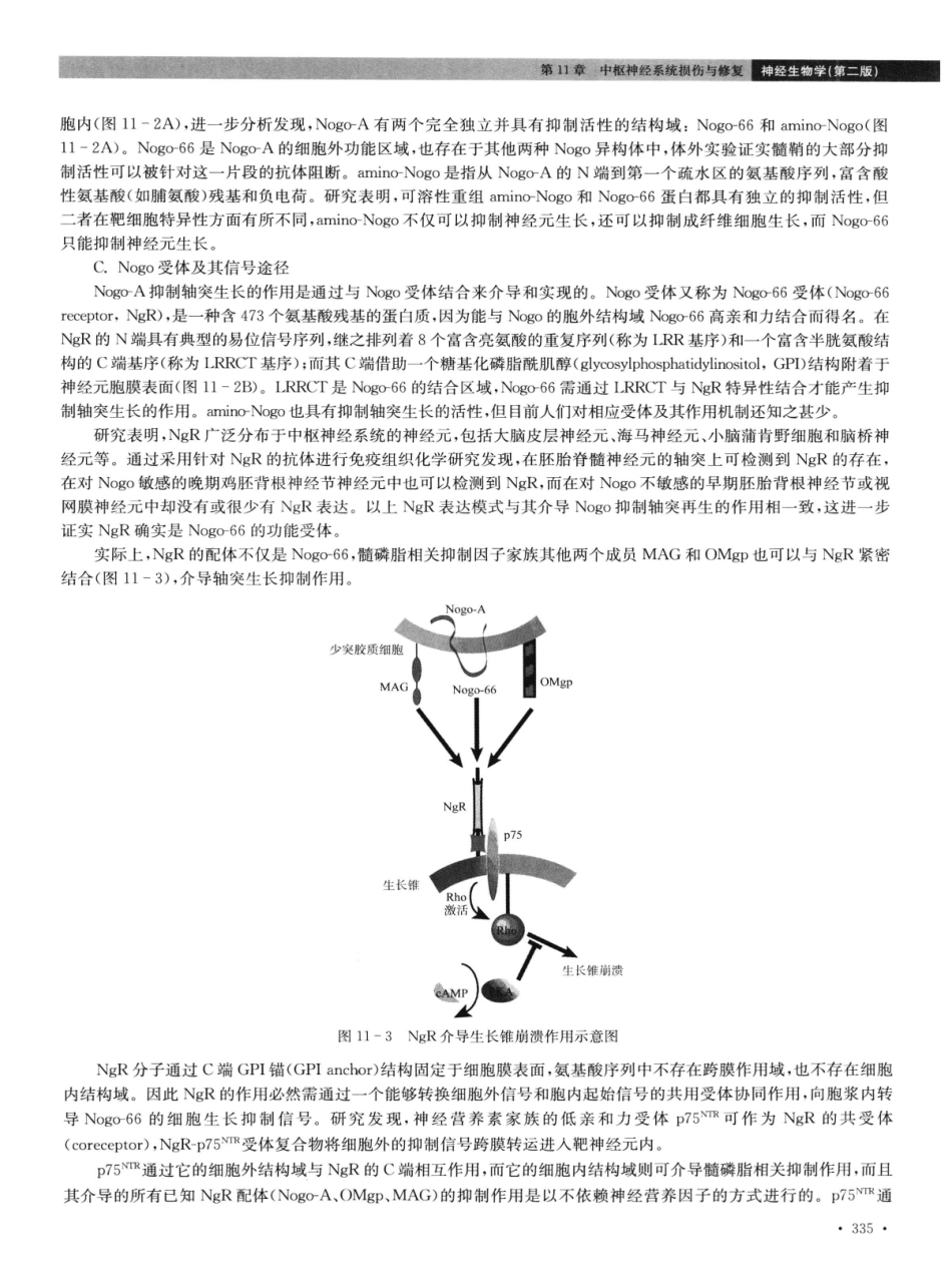 神经生物学++第2版_13015645_346-360.pdf_第2页