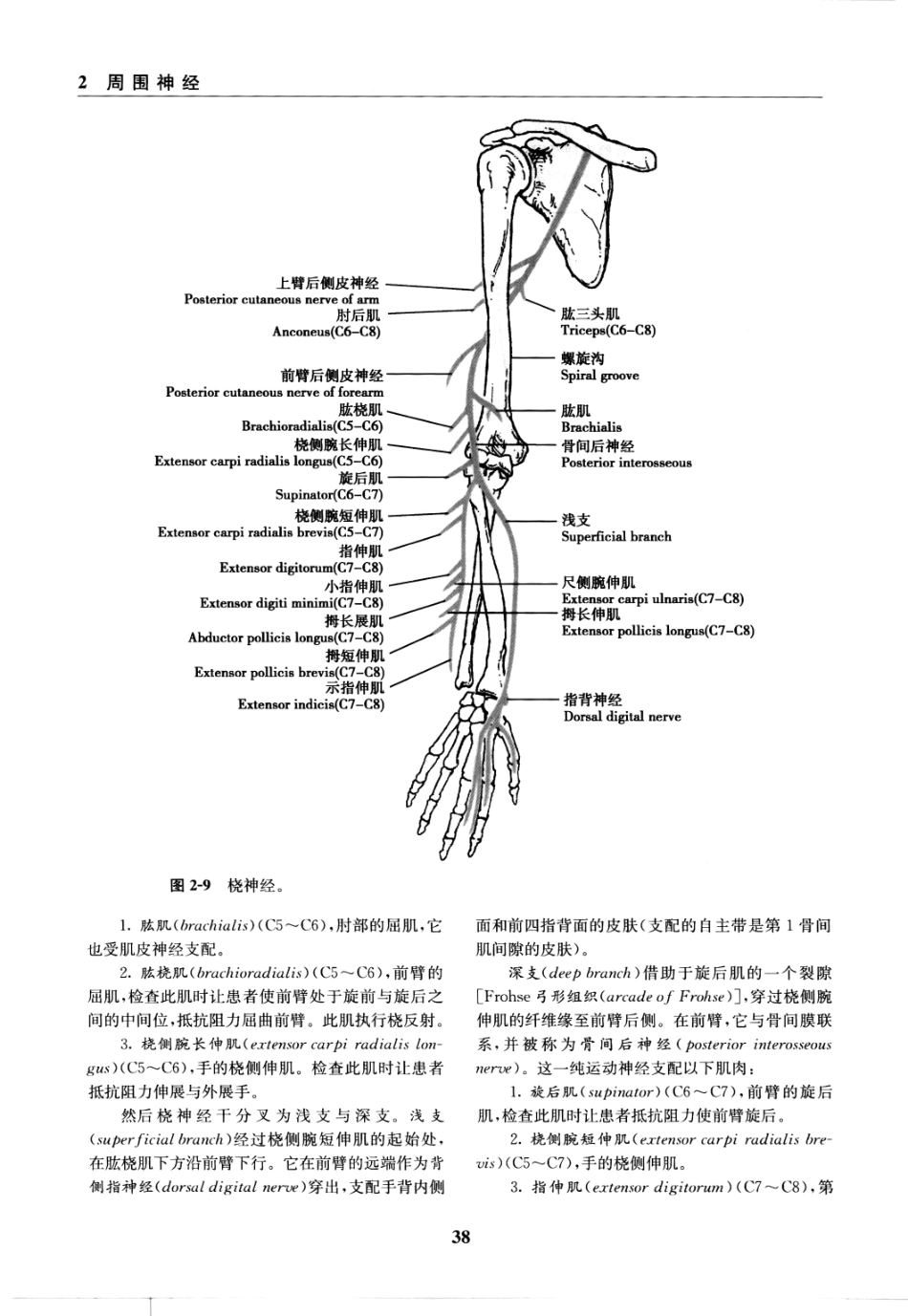 临床神经病学定位++第6版_13196861_46-60.pdf_第2页