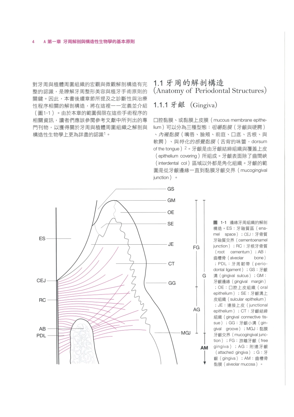 179.牙周整形美容与种植手术_17-24.pdf_第2页