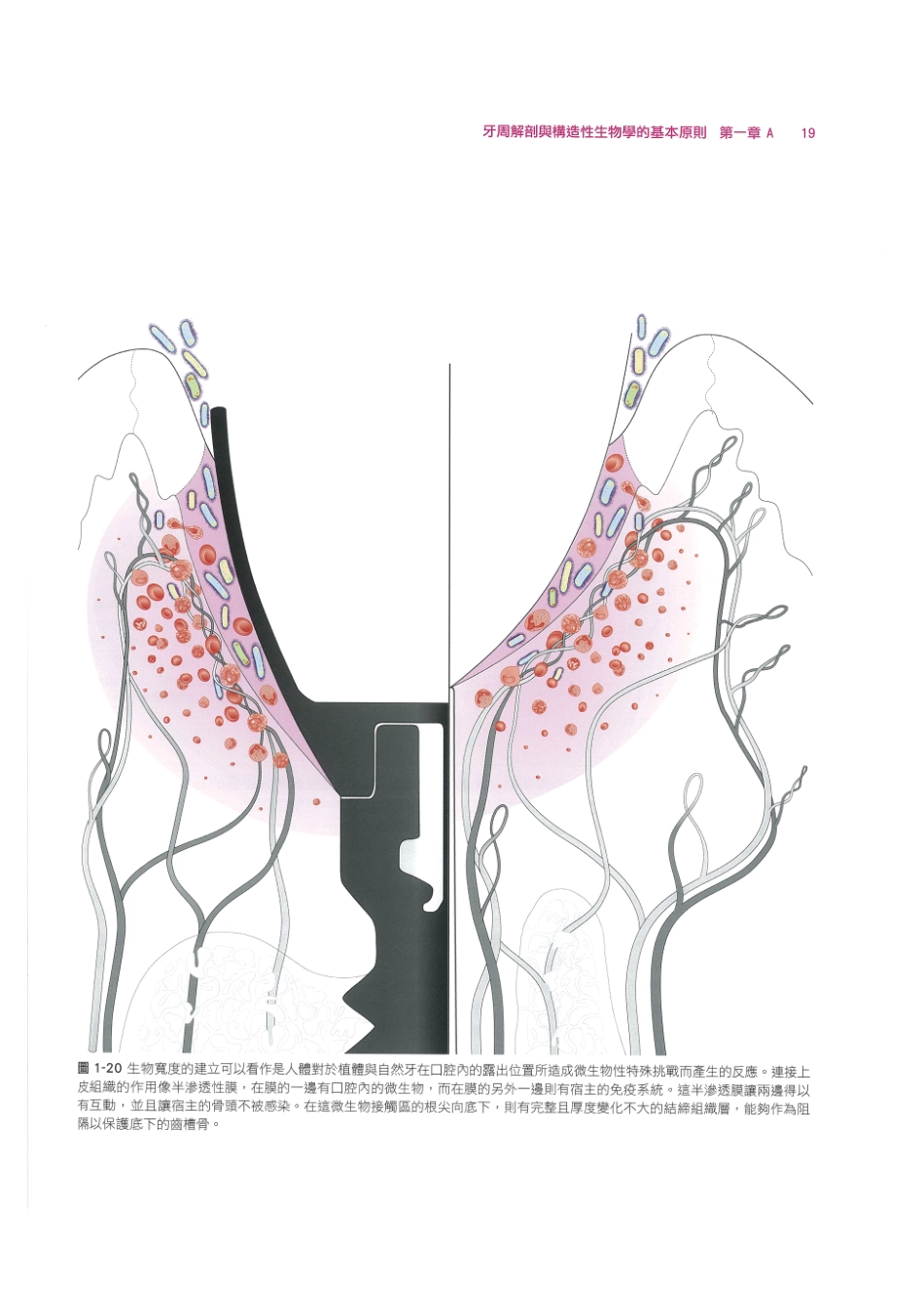 179.牙周整形美容与种植手术_33-40.pdf_第1页