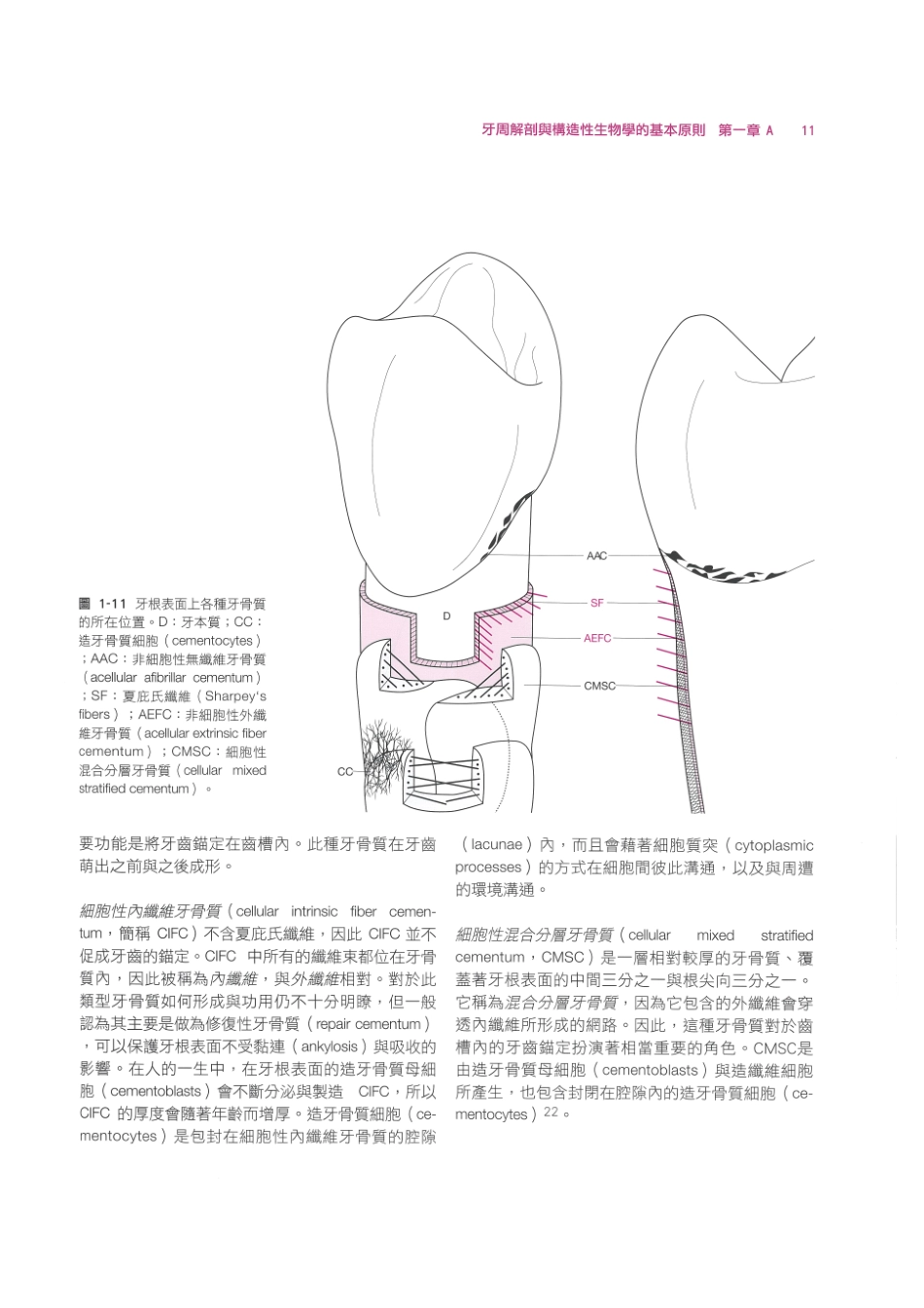 179.牙周整形美容与种植手术_25-32.pdf_第1页
