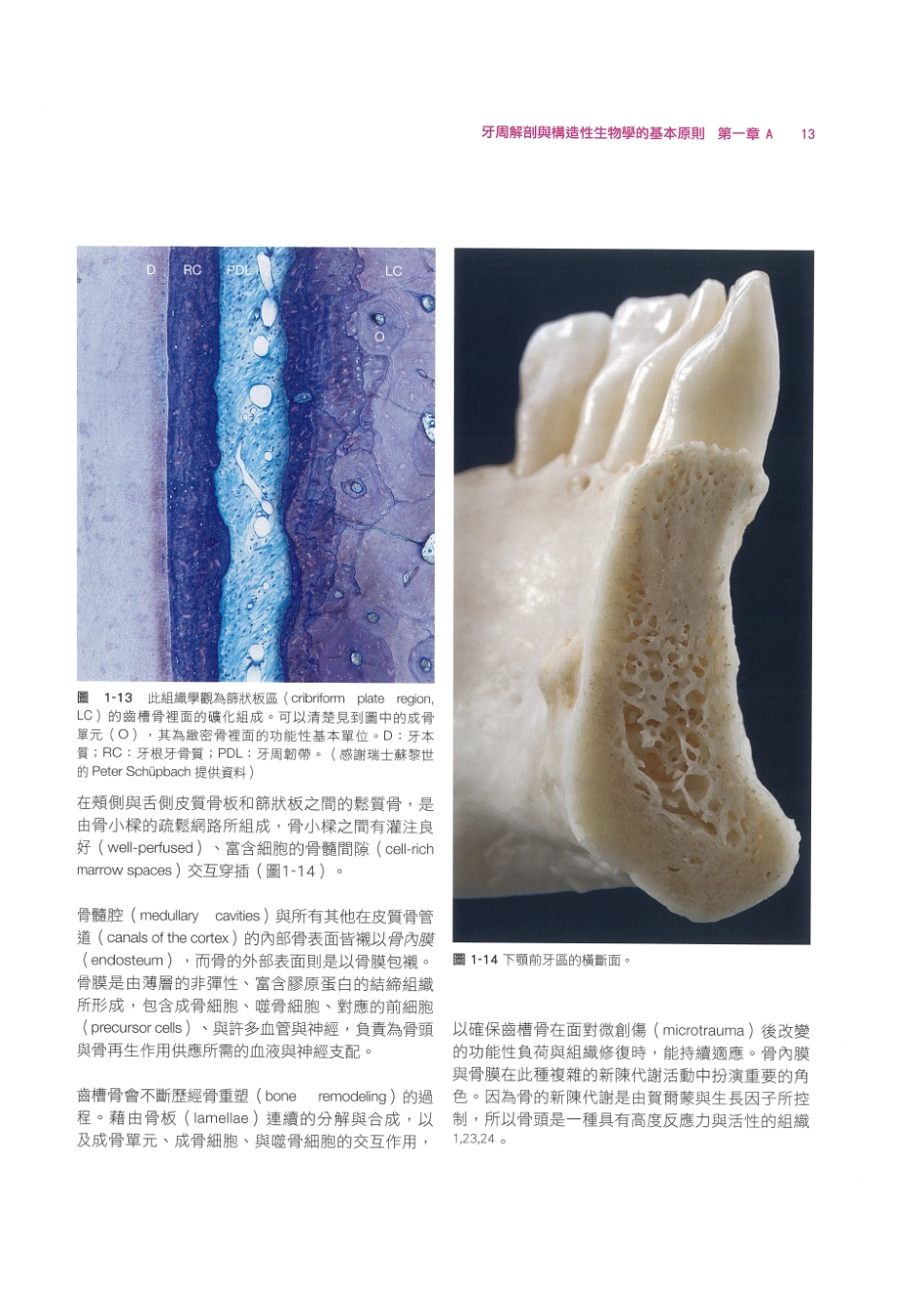 179.牙周整形美容与种植手术_25-32.pdf_第3页