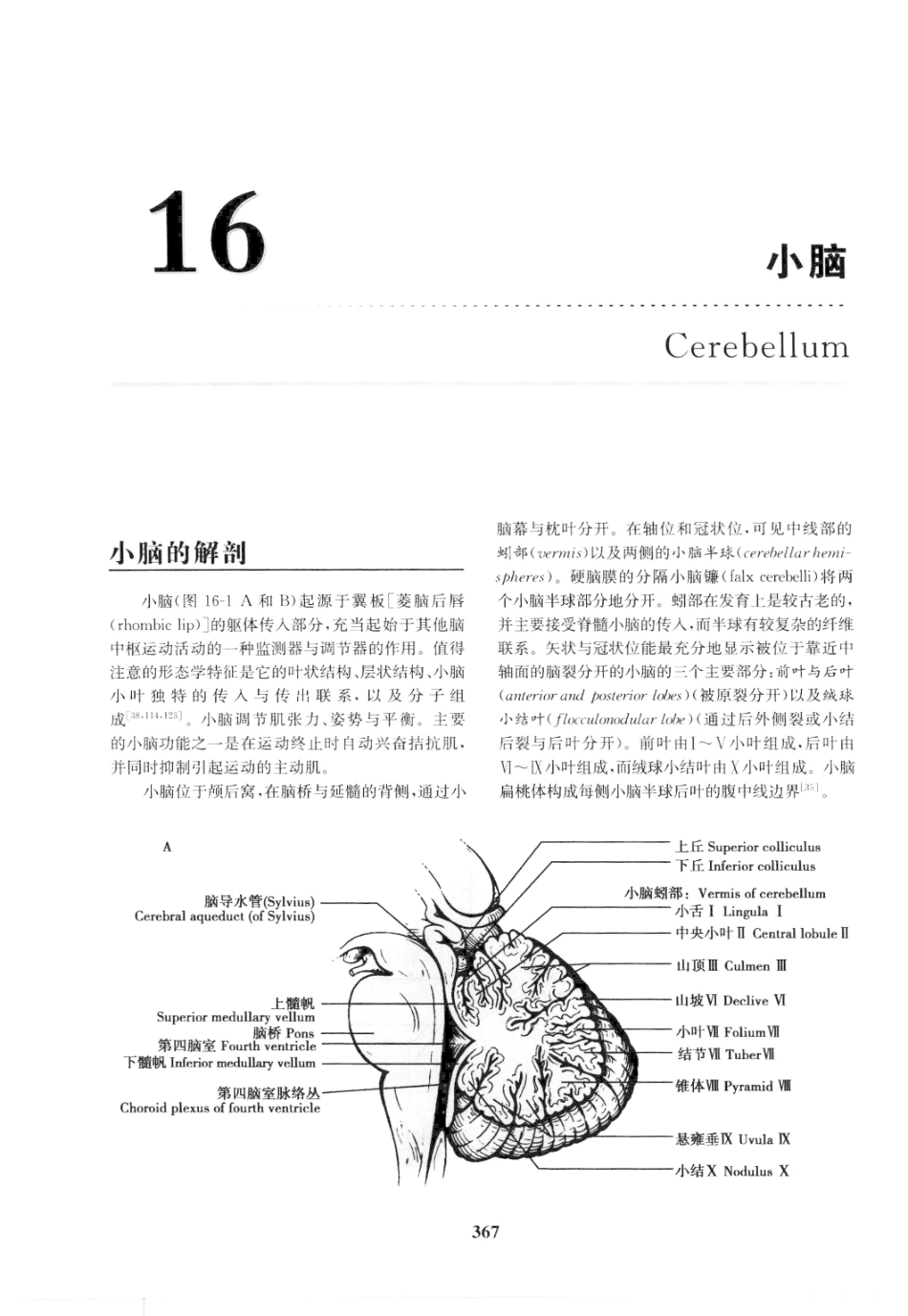 临床神经病学定位++第6版_13196861_376-390.pdf_第1页