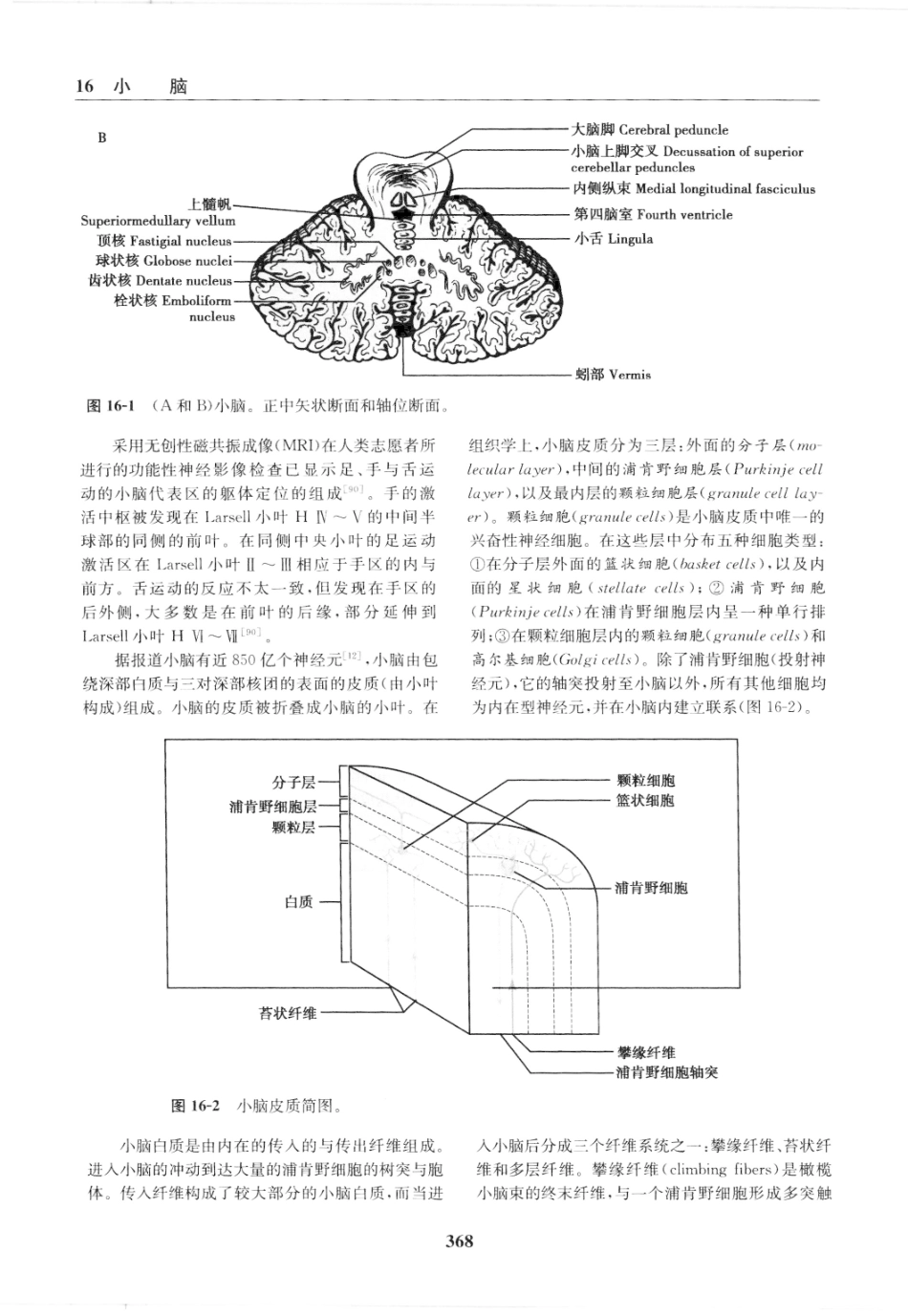 临床神经病学定位++第6版_13196861_376-390.pdf_第2页