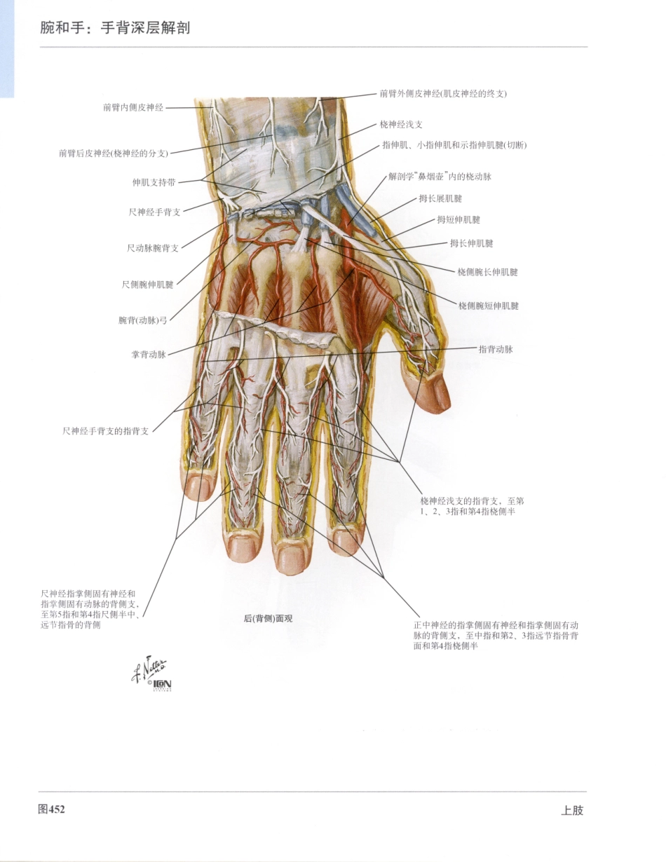 奈特人体解剖彩色图谱（第3版）_481-495.pdf_第2页