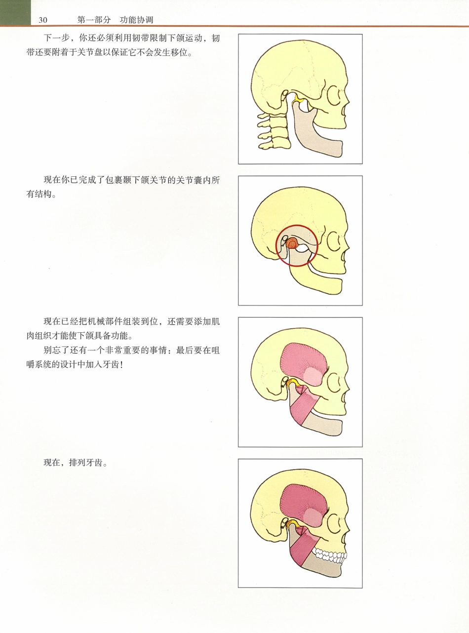 功能牙合学 从颞下颌关节到微笑设计2015年译(彩图)张豪_46-60.pdf_第3页