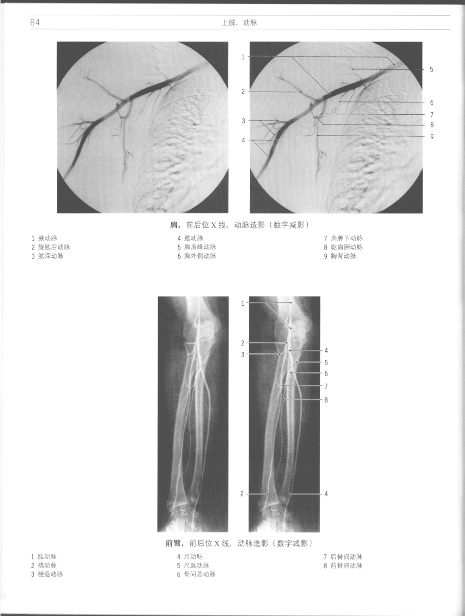 影像解剖学_11724881_85-96.pdf_第2页