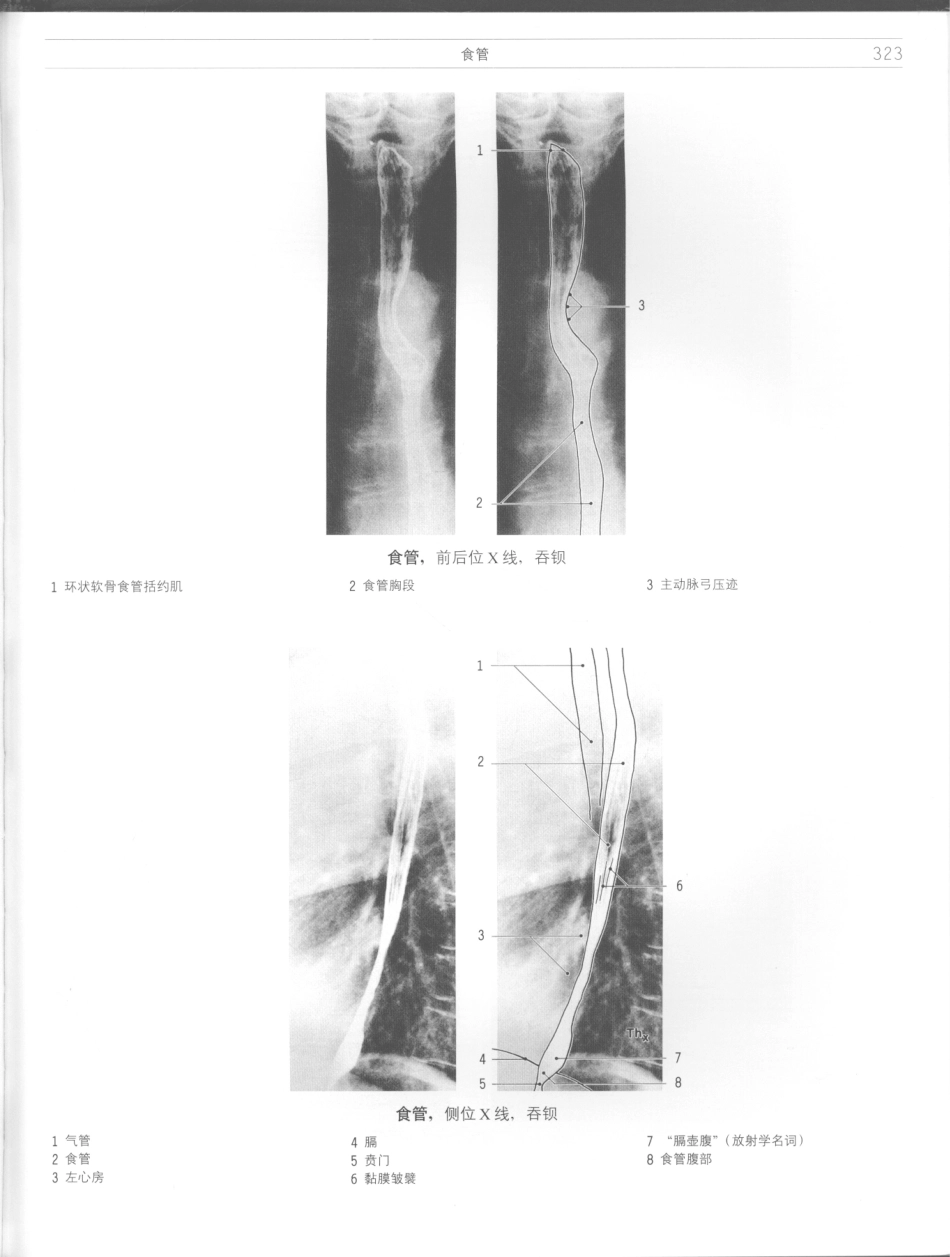 影像解剖学_11724881_325-336.pdf_第1页