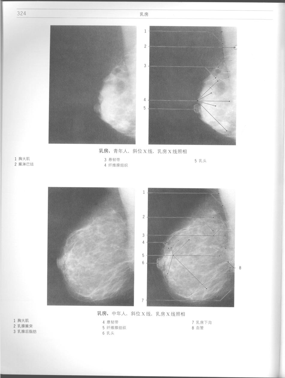 影像解剖学_11724881_325-336.pdf_第2页