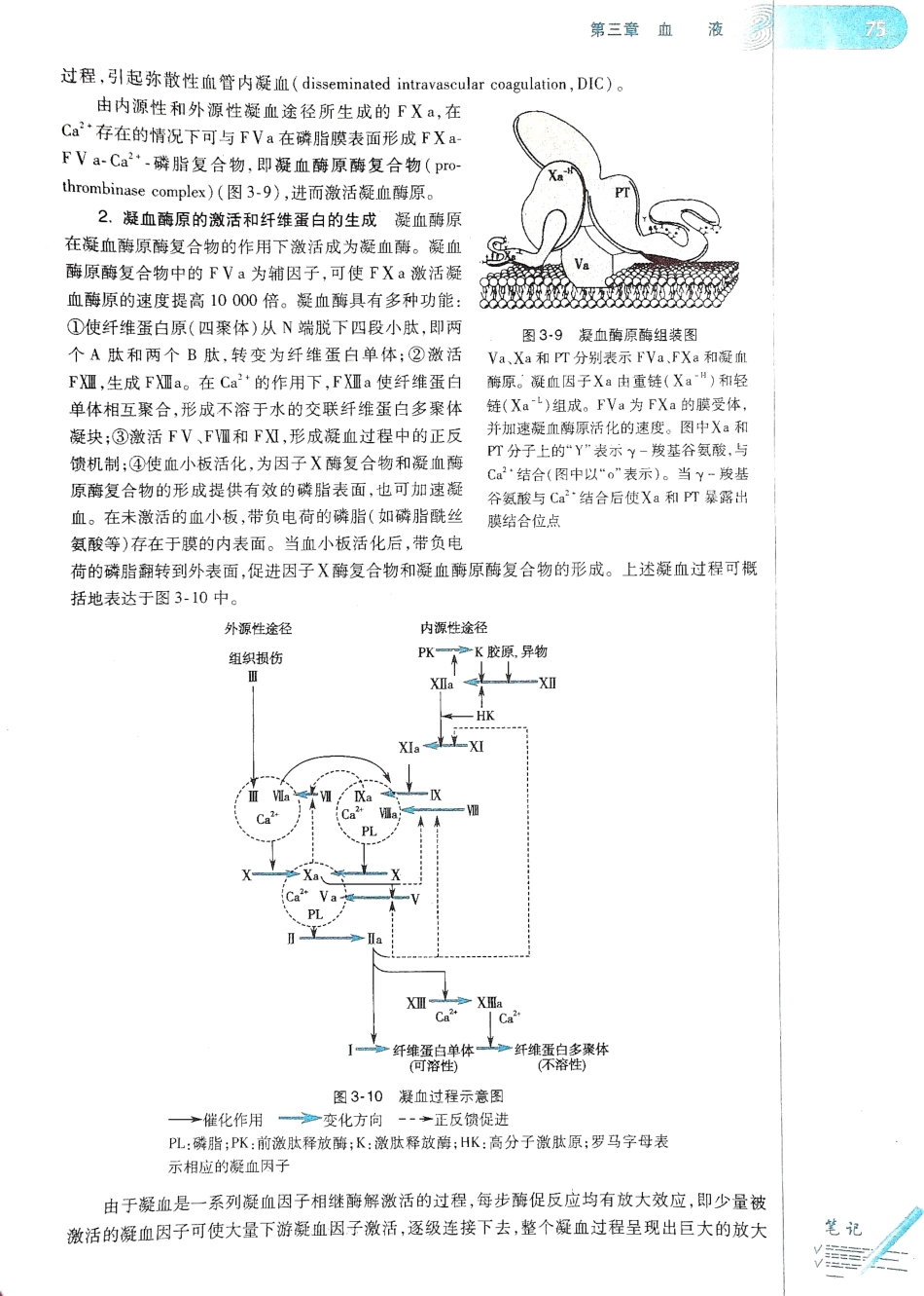 生理学（第八版）_81-88.pdf_第3页