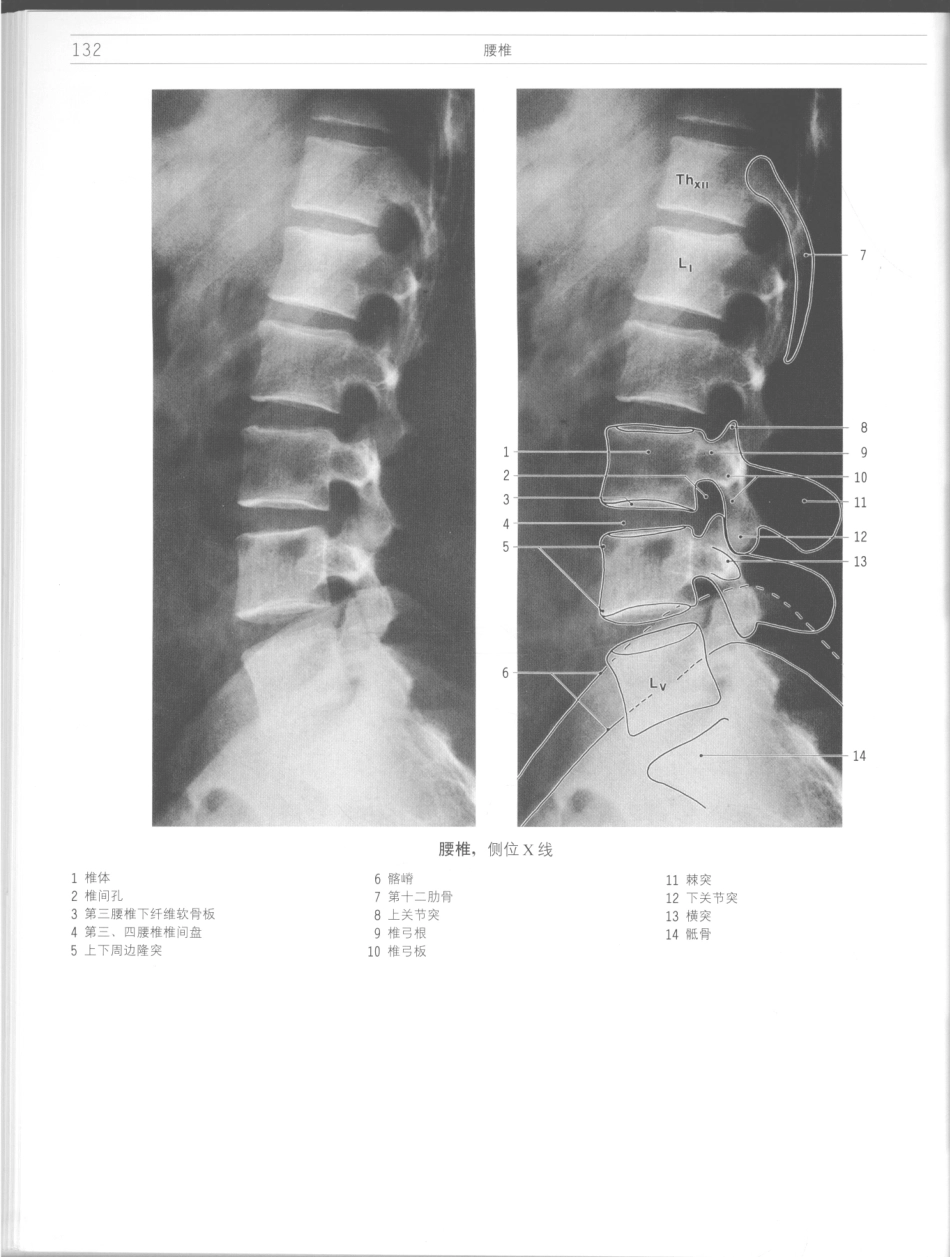 影像解剖学_11724881_133-144.pdf_第2页