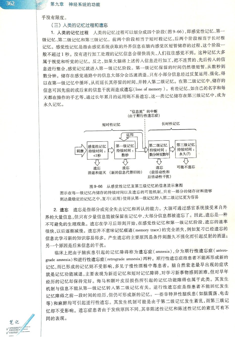 生理学（第八版）_369-376.pdf_第2页