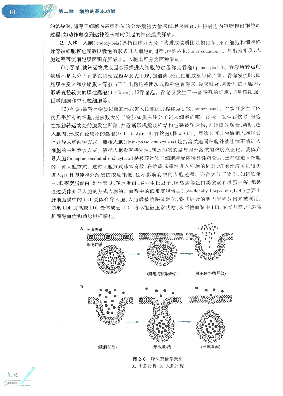 生理学（第八版）_25-32.pdf_第2页