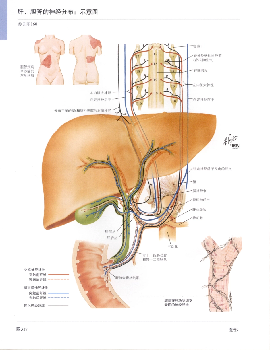 奈特人体解剖彩色图谱（第3版）_346-360.pdf_第2页