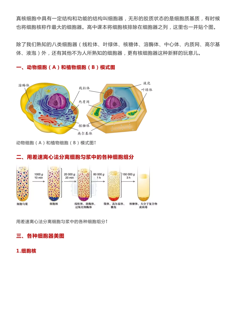 【高中生物】细胞器高清知识图谱，蕴含高频考点，快收藏！.pdf_第1页