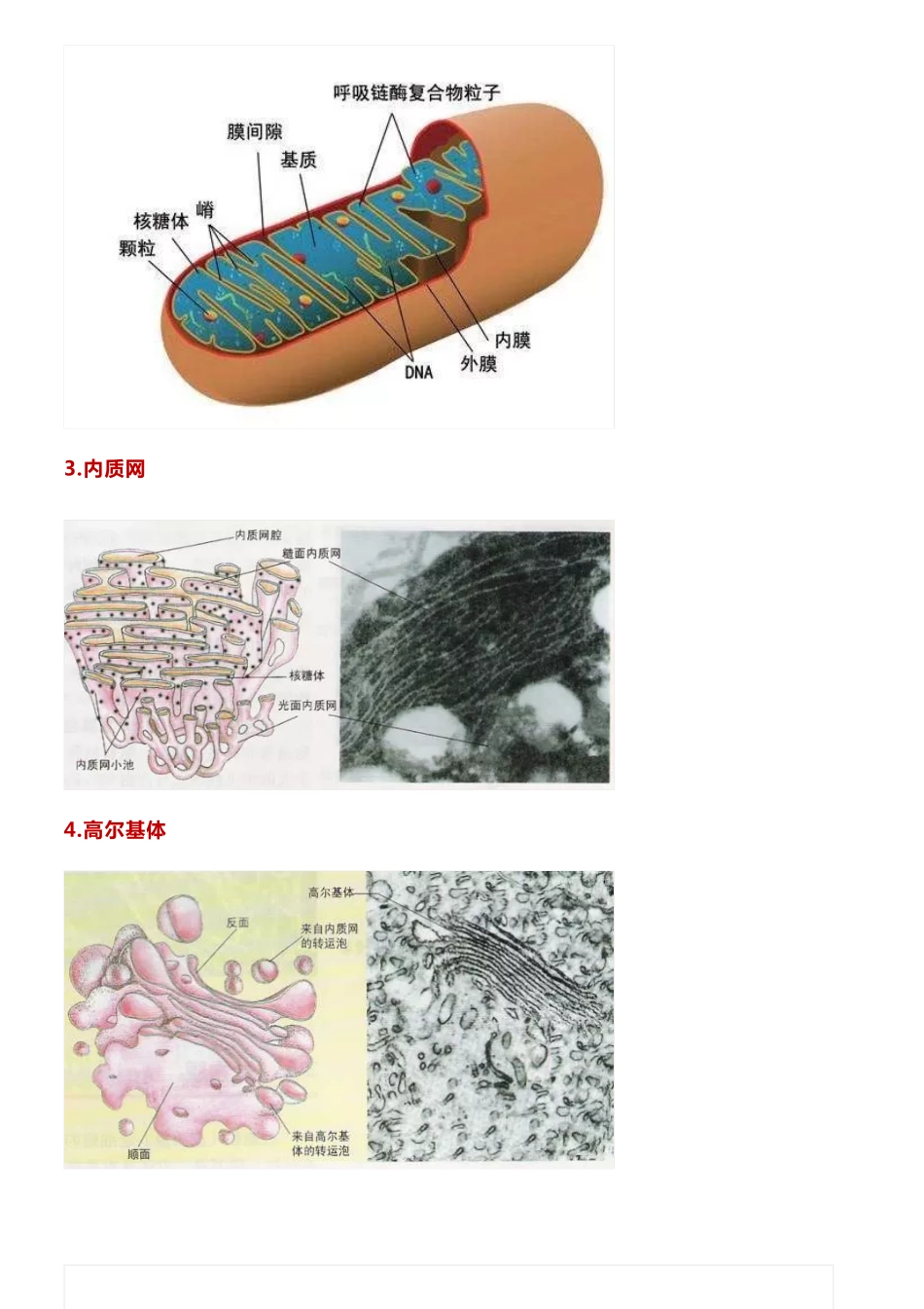 【高中生物】细胞器高清知识图谱，蕴含高频考点，快收藏！.pdf_第3页