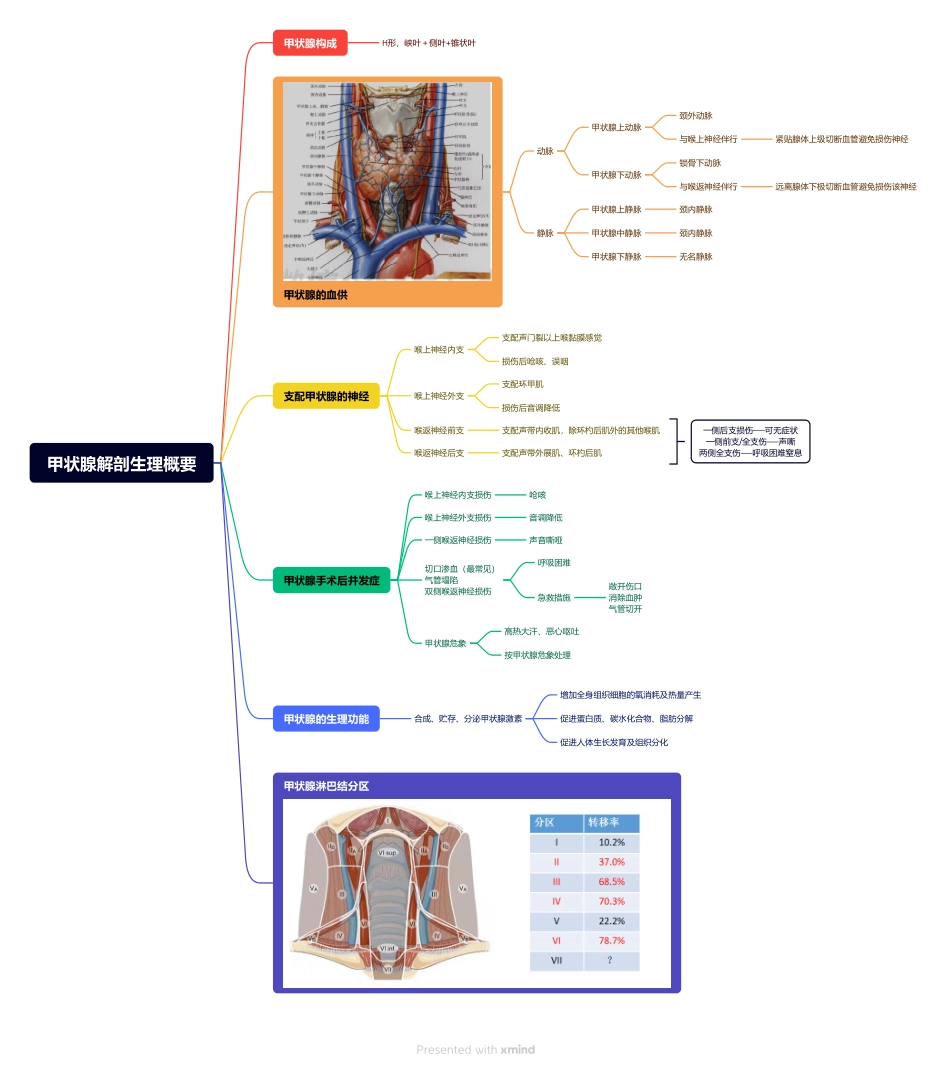 医学科目：1.甲状腺解剖生理概要.pdf_第1页