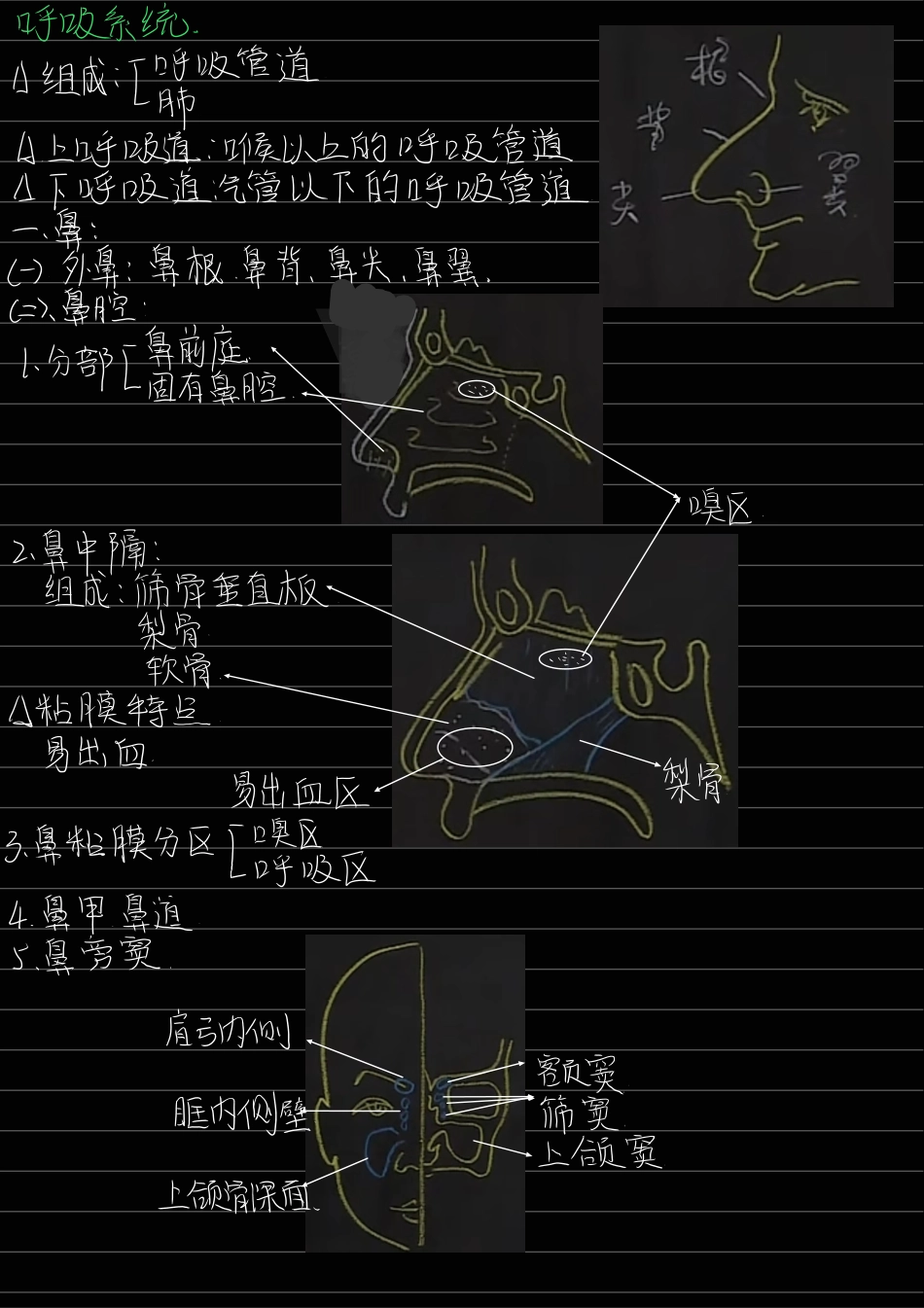 医学科目：4.呼吸系统.pdf_第1页