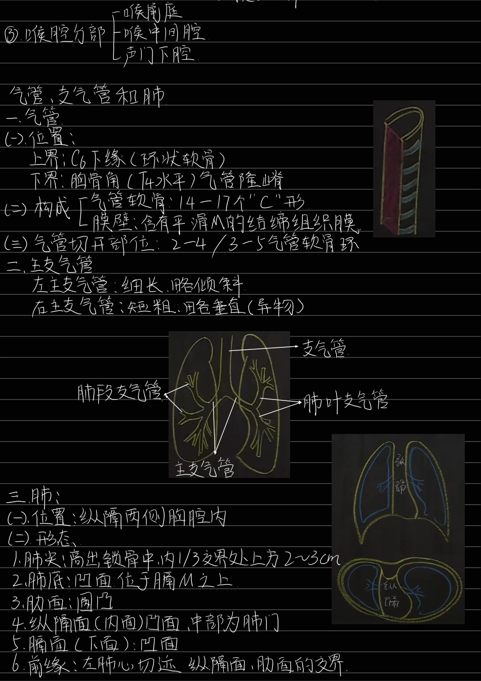 医学科目：4.呼吸系统.pdf_第3页