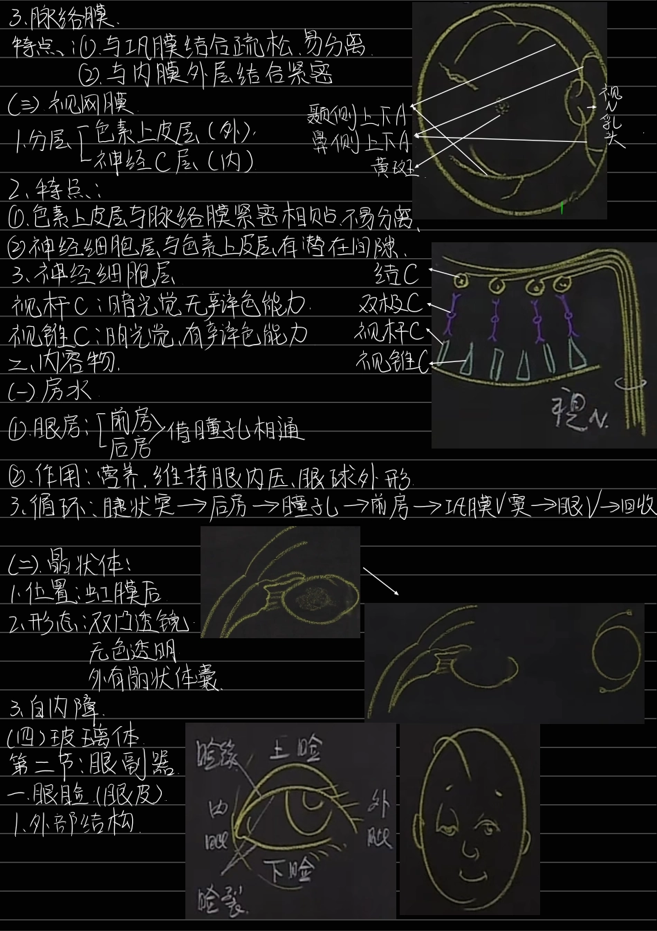 医学科目：7.感觉器.pdf_第2页