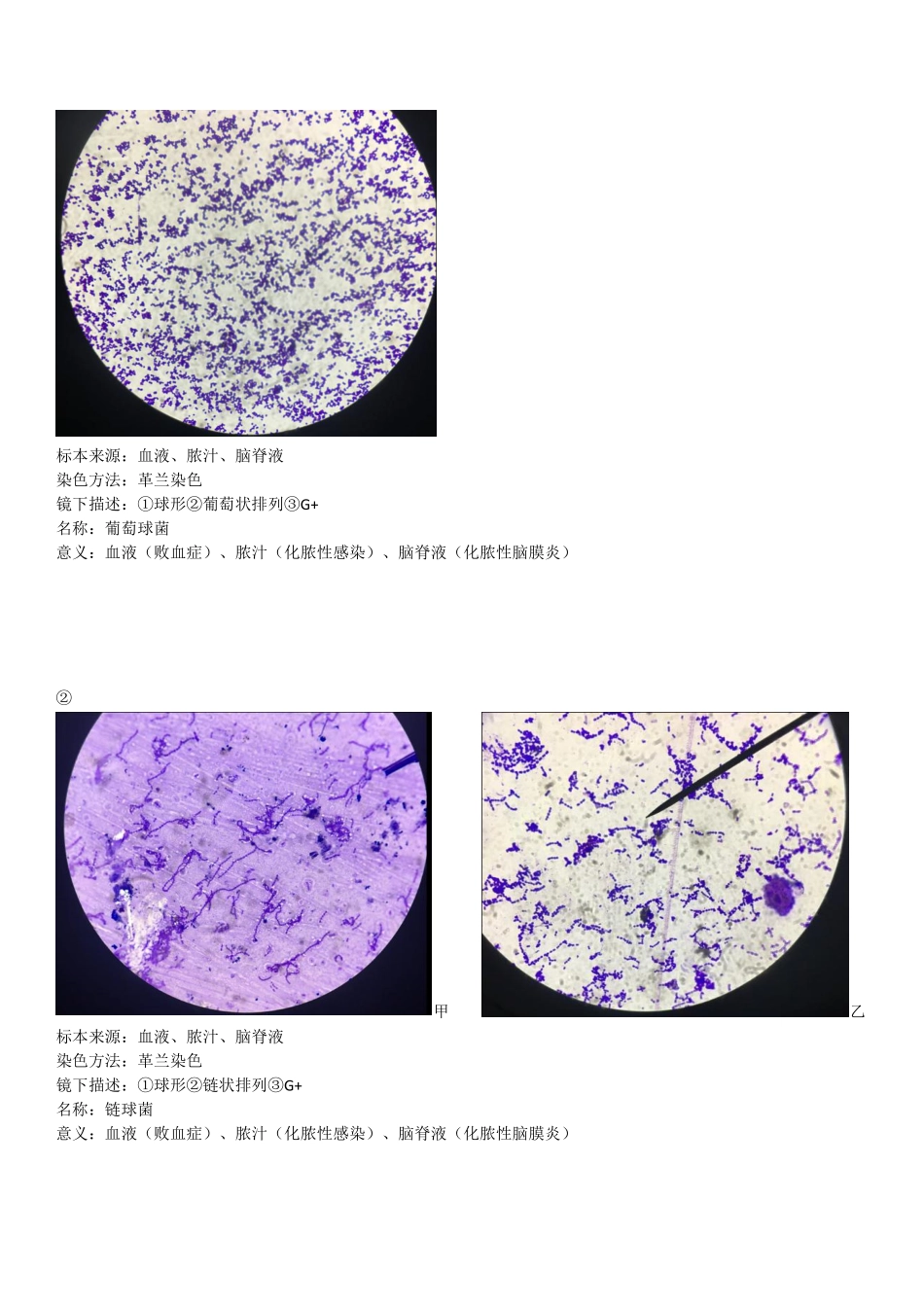 医学科目：微生物标本.pdf_第1页
