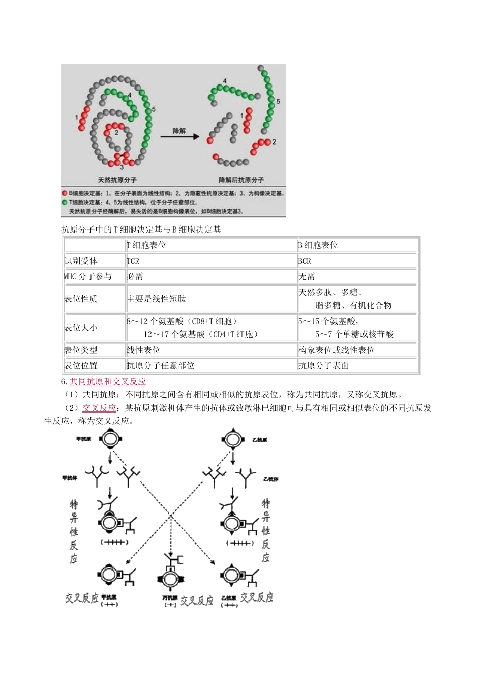 医学科目：医学免疫学讲义0201.doc_第3页