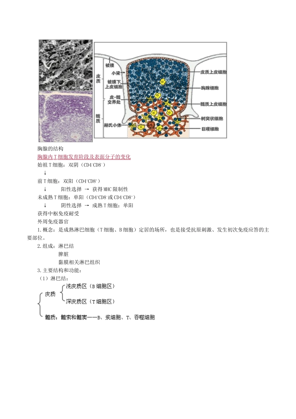 医学科目：医学免疫学讲义0301.doc_第2页