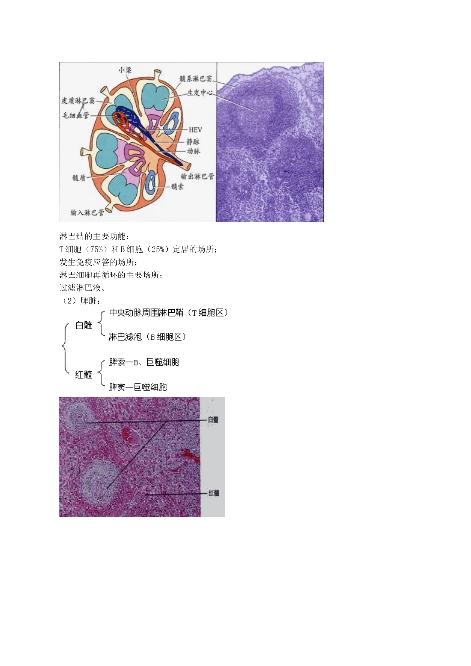 医学科目：医学免疫学讲义0301.doc_第3页