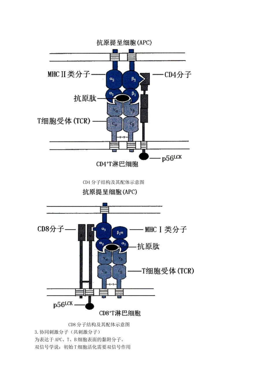 医学科目：医学免疫学讲义0401.doc_第3页