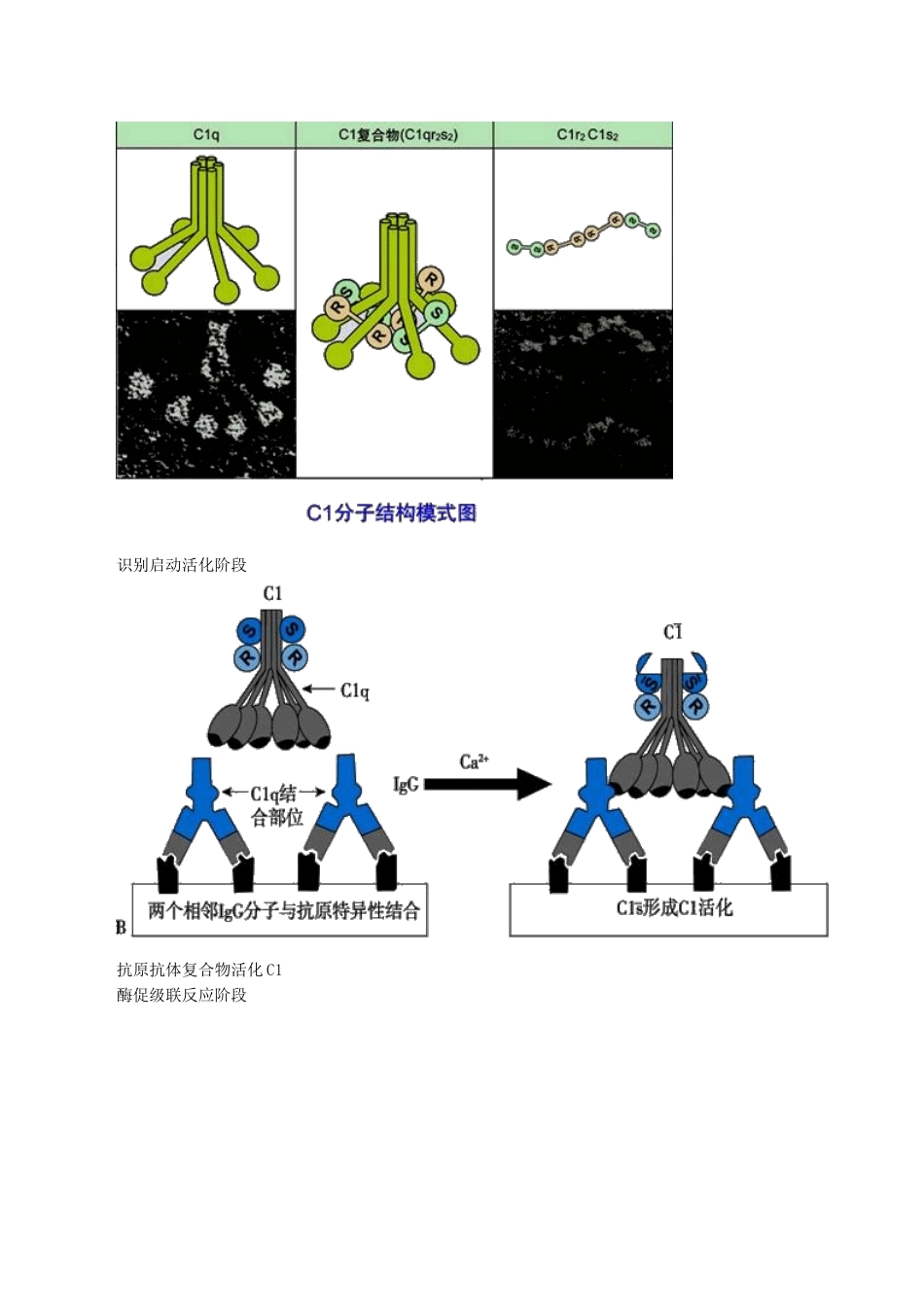 医学科目：医学免疫学讲义0601.doc_第2页
