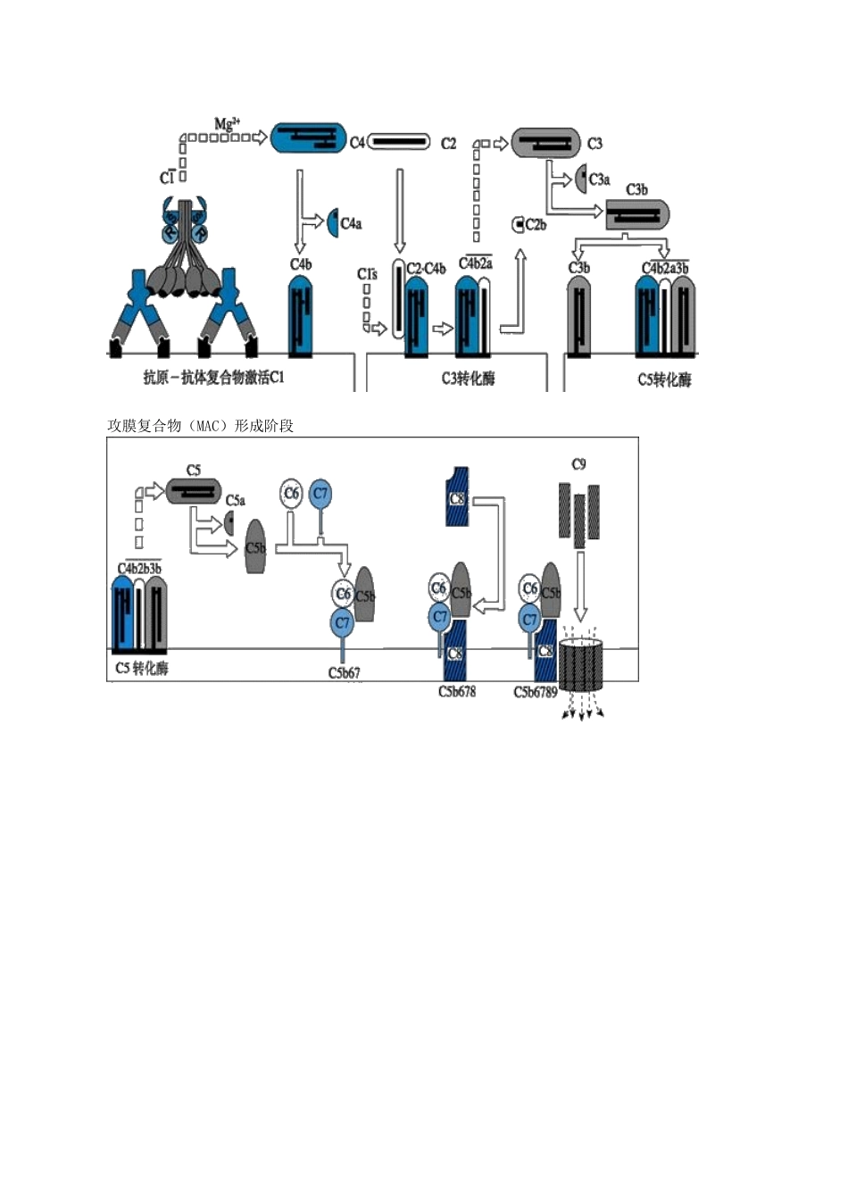 医学科目：医学免疫学讲义0601.doc_第3页