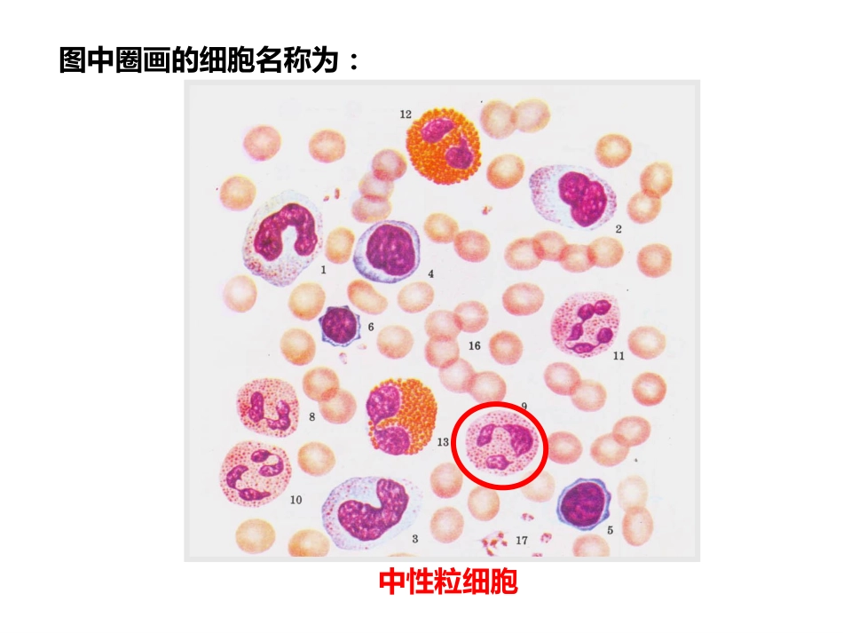 医学科目：组胚实习复习供参考.pdf_第1页