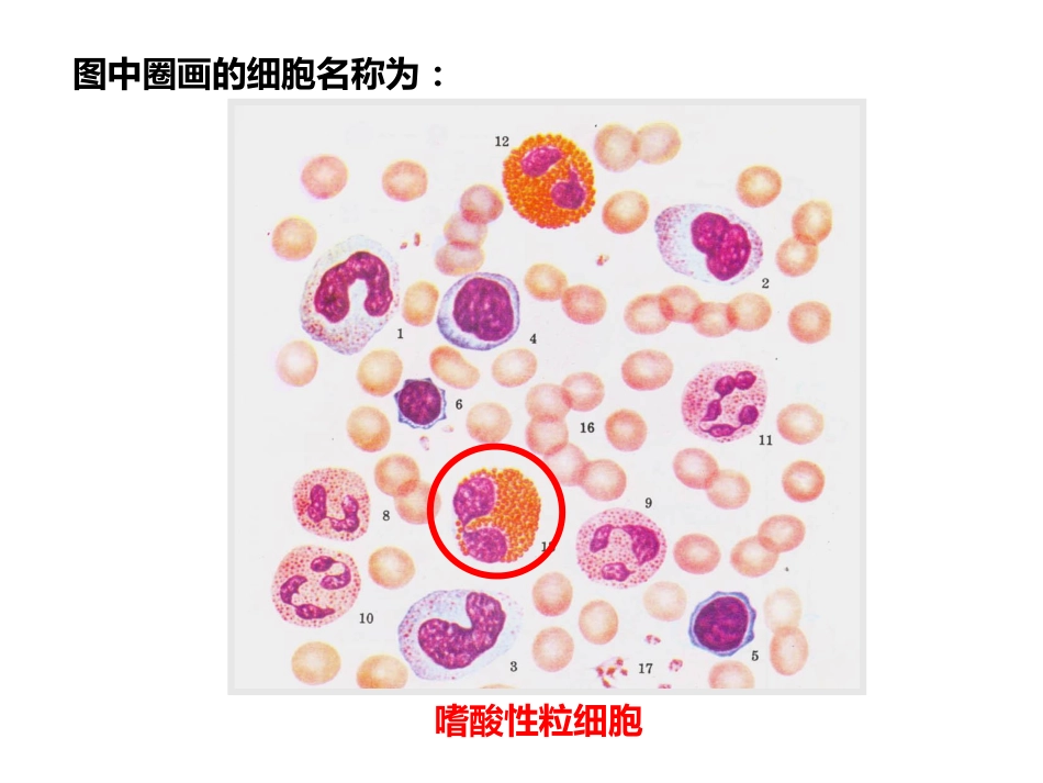 医学科目：组胚实习复习供参考.pdf_第2页