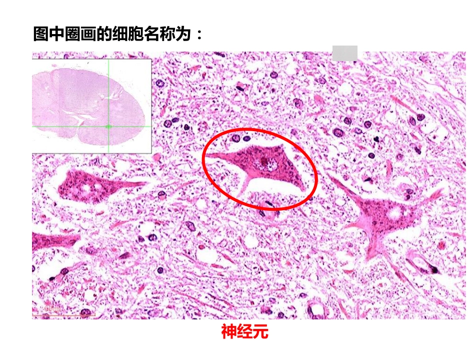 医学科目：组胚实习复习供参考.pdf_第3页