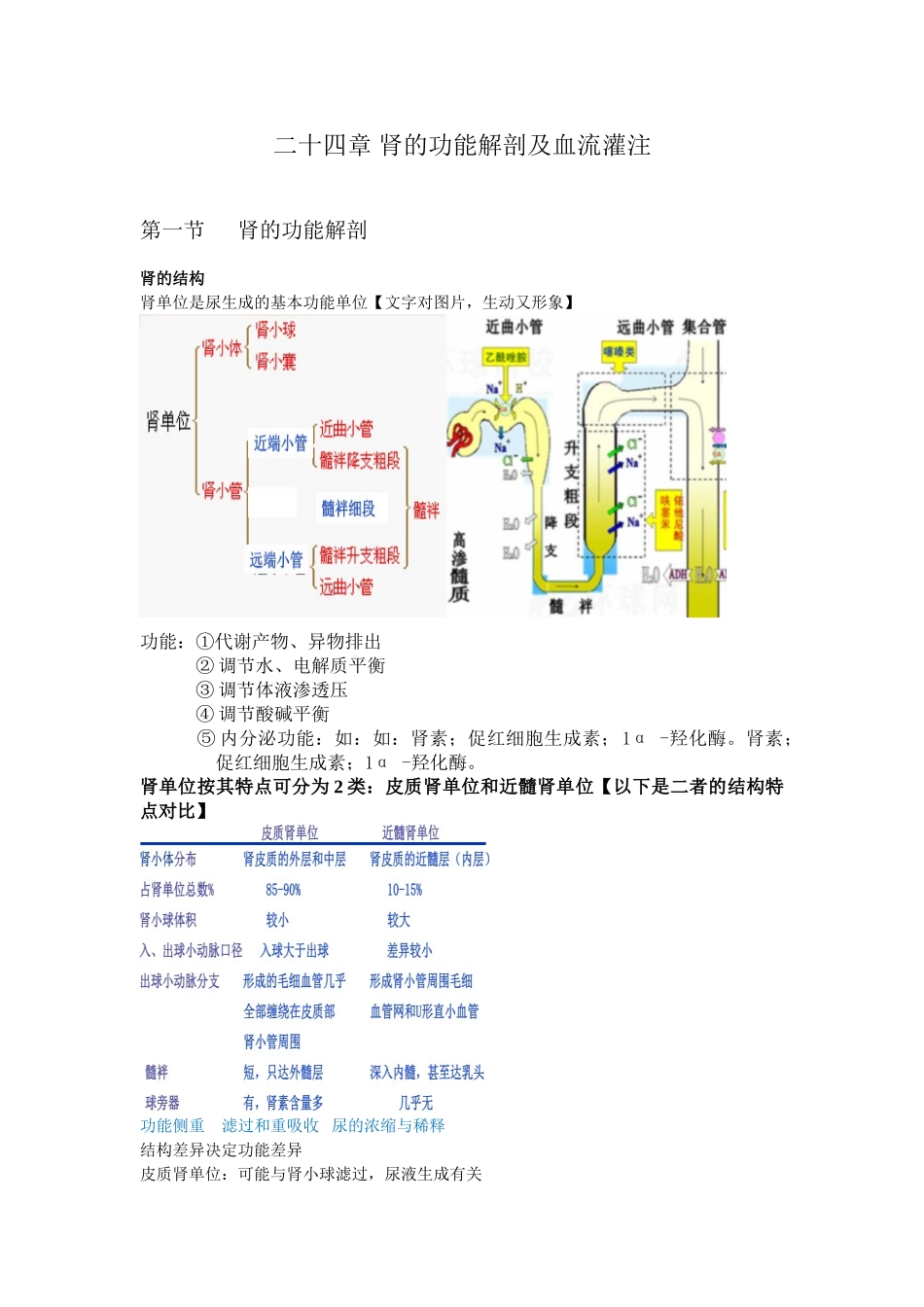 医学学科：第二十四章 肾的功能解剖及血流灌注.doc_第1页